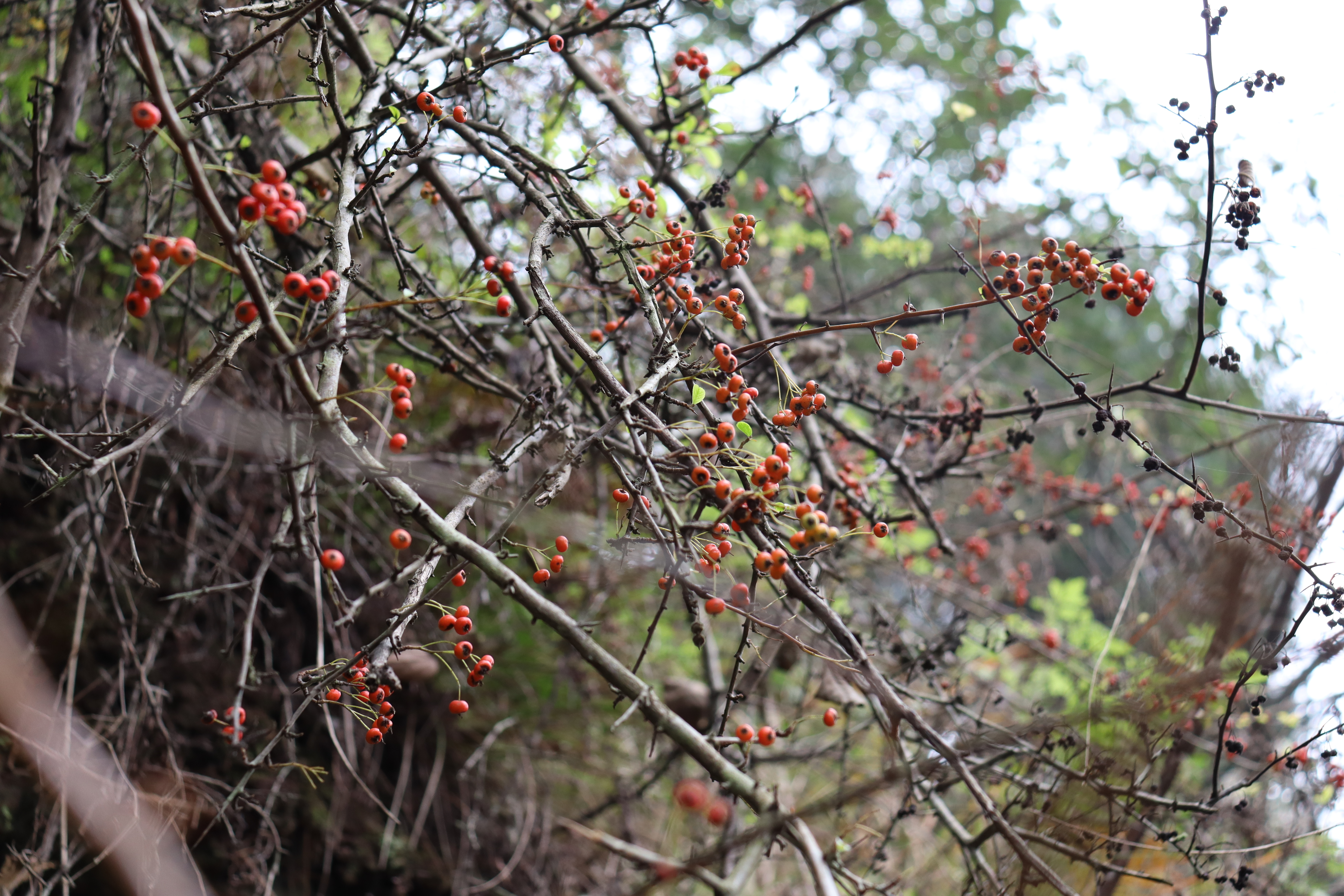 涵十八♫主播图片