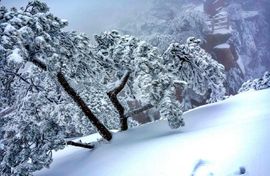 天王盖地虎虎044的图片