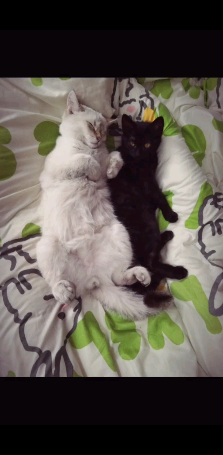 坏噜你可是男的呀