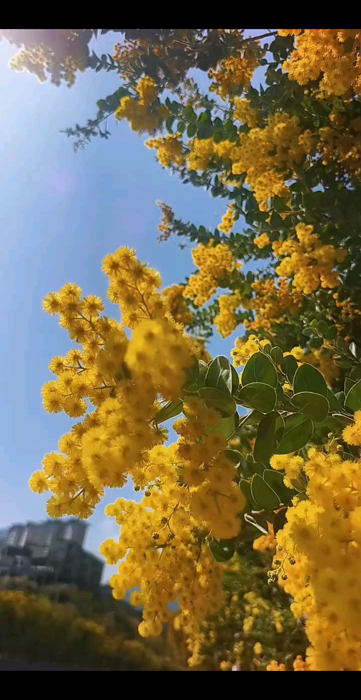 名字金合欢，《也叫银