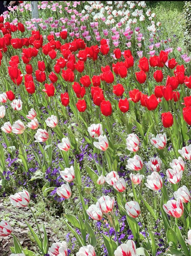 ?花香染晨?主播圖片