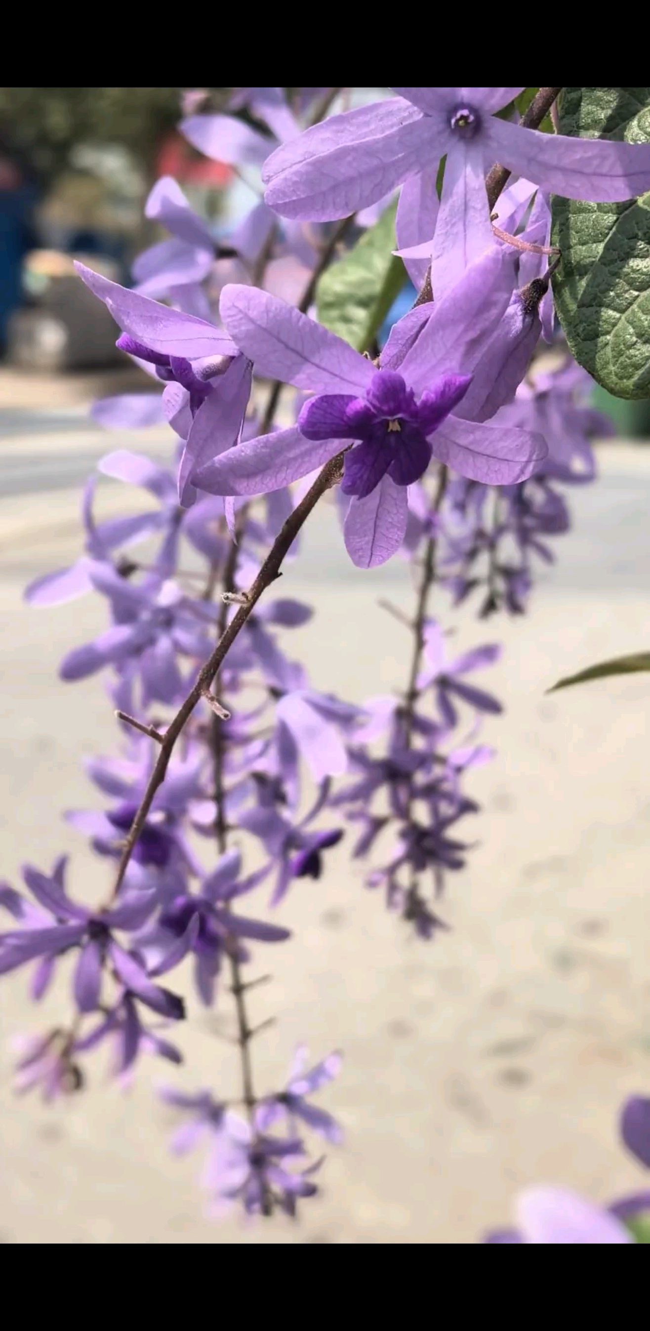 随风摇曳的美丽……