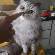 懒大王/ᐠ｡‸｡ᐟ、