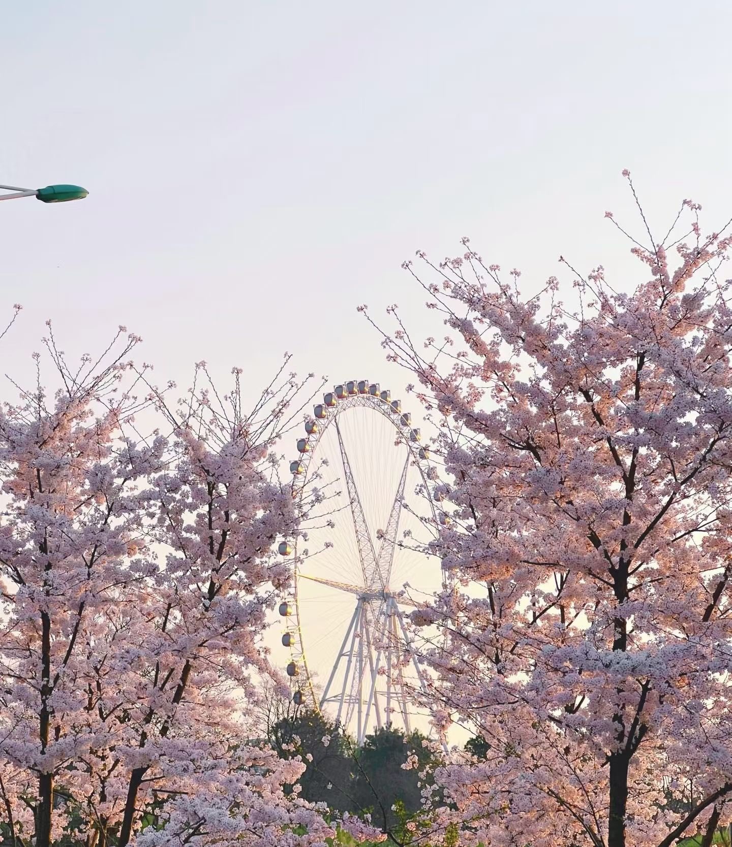 楊念念吖主播圖片