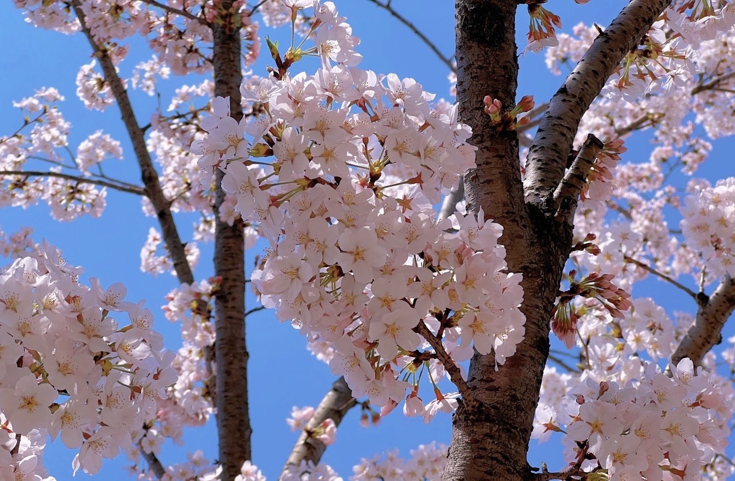 楊念念吖主播圖片