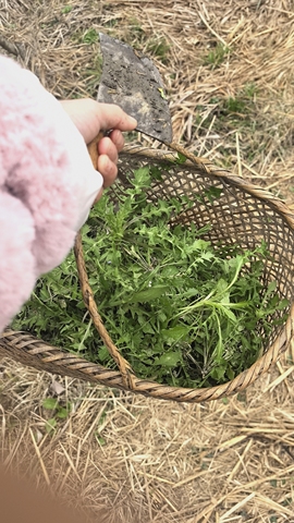 张张美人的图片
