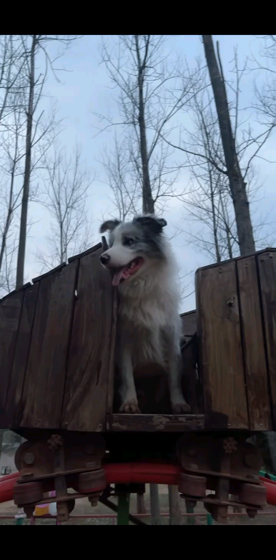 🐶也坐过山车🎢