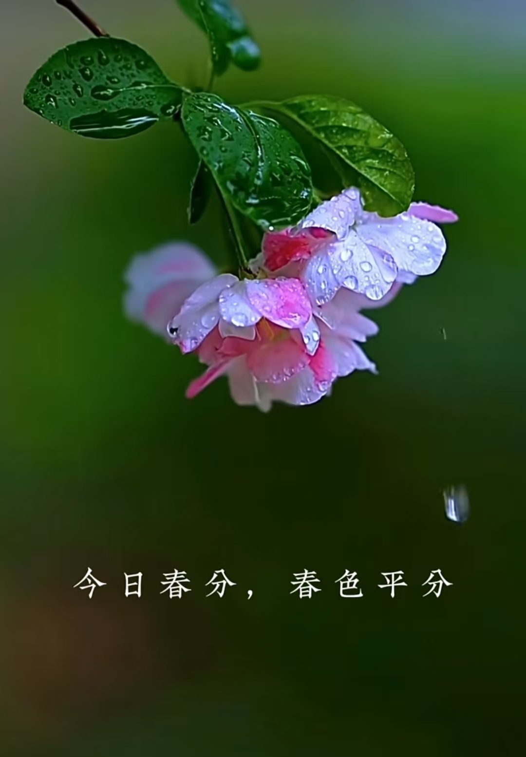 紫薇☆☆音樂頻道主播圖片