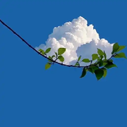 う云淡風輕の的頭像