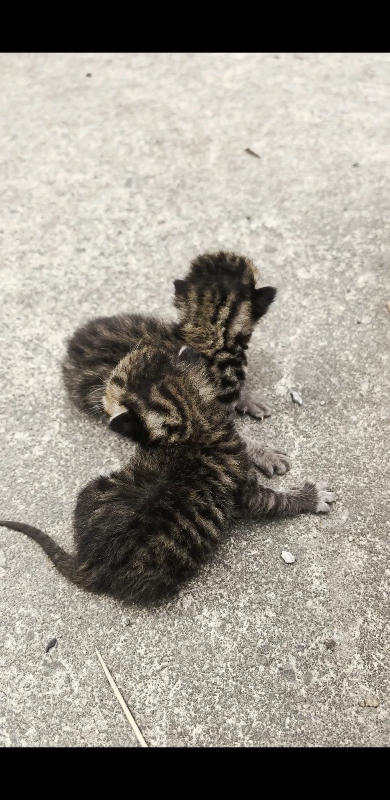 偶遇两只小可爱！