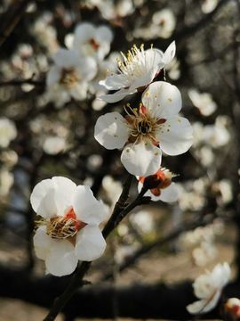 天王盖地虎虎044主播照片