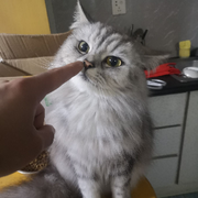 O.O生气变小猪的头像