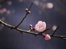 天王盖地虎虎044主播照片