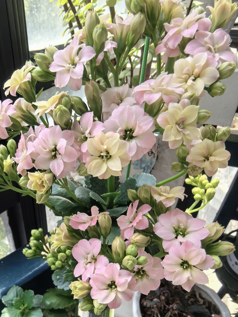 ?花香染晨?主播圖片