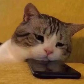 言西.身体不适休的图片