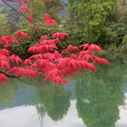 🌹杀阡陌🌹的头像