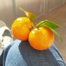 橘子烟花