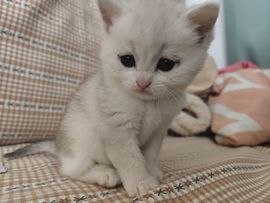 新人-糯米y主播照片