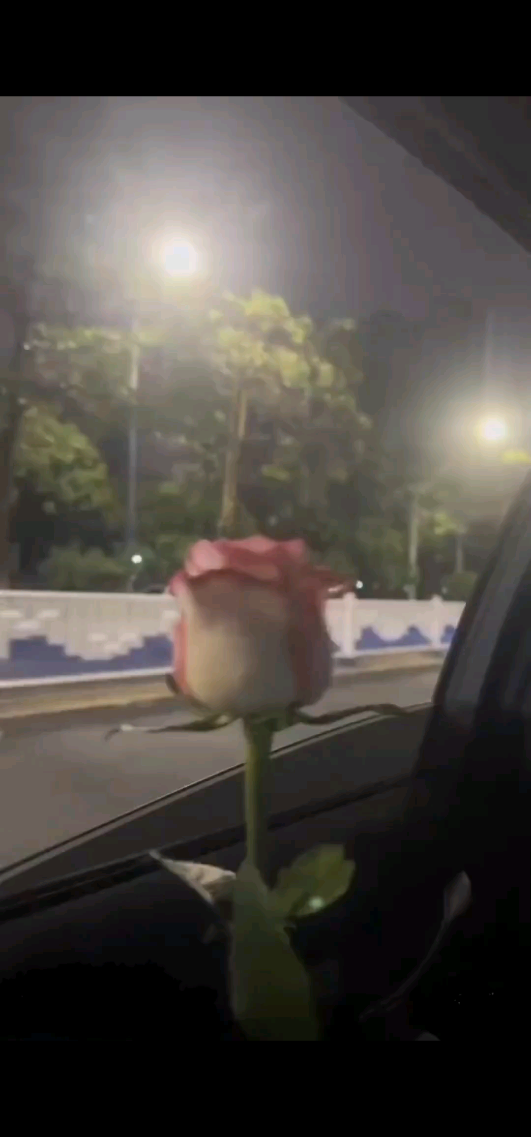 风很温柔花很好看