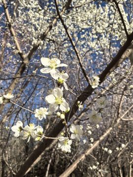 活捉一只小可奈的图片