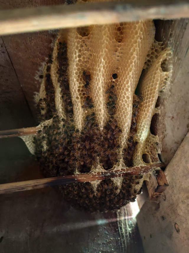 小謝農(nóng)村田園生活主播圖片