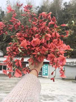张张美人的图片