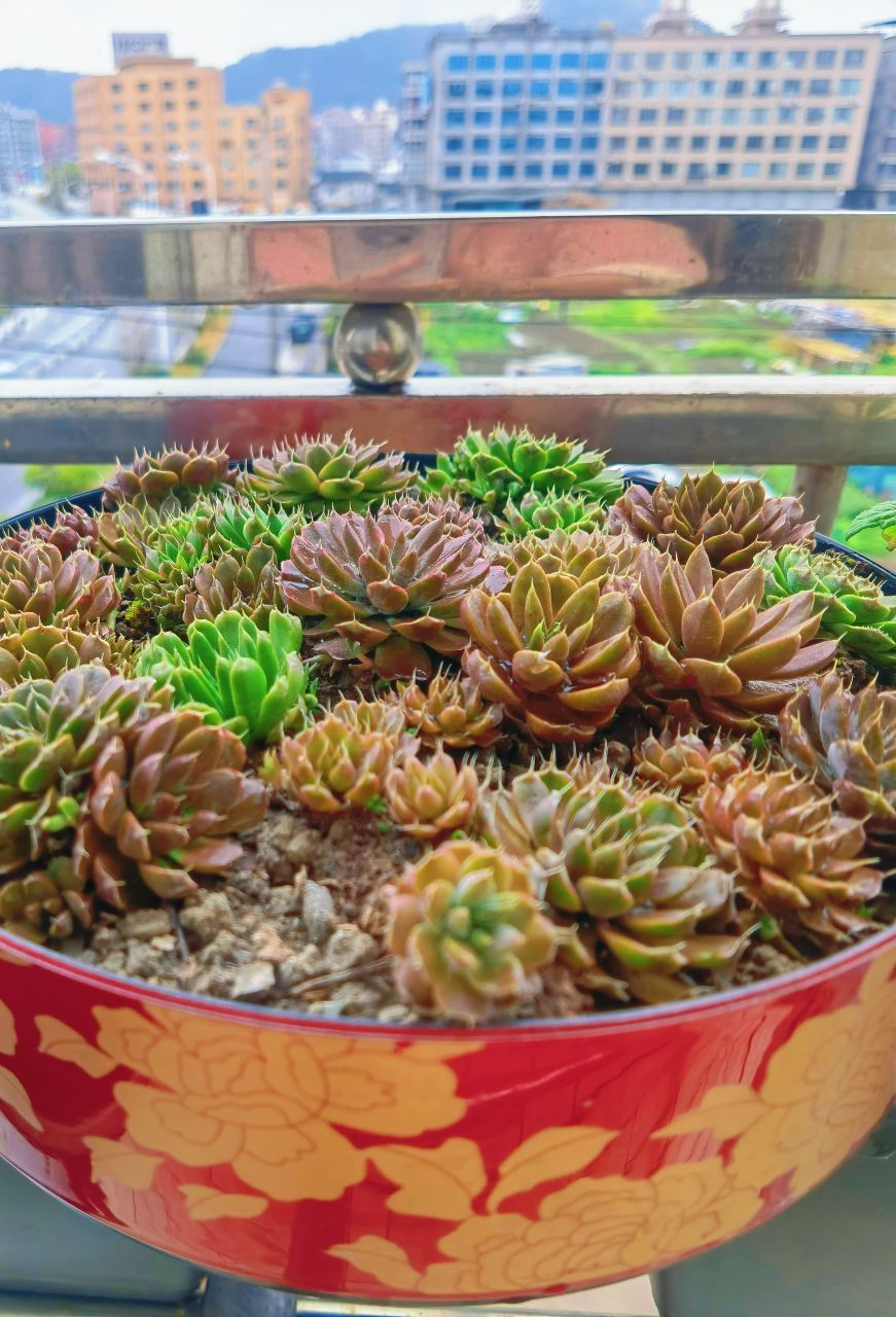 ❤️白菜12号晚播的主播照片