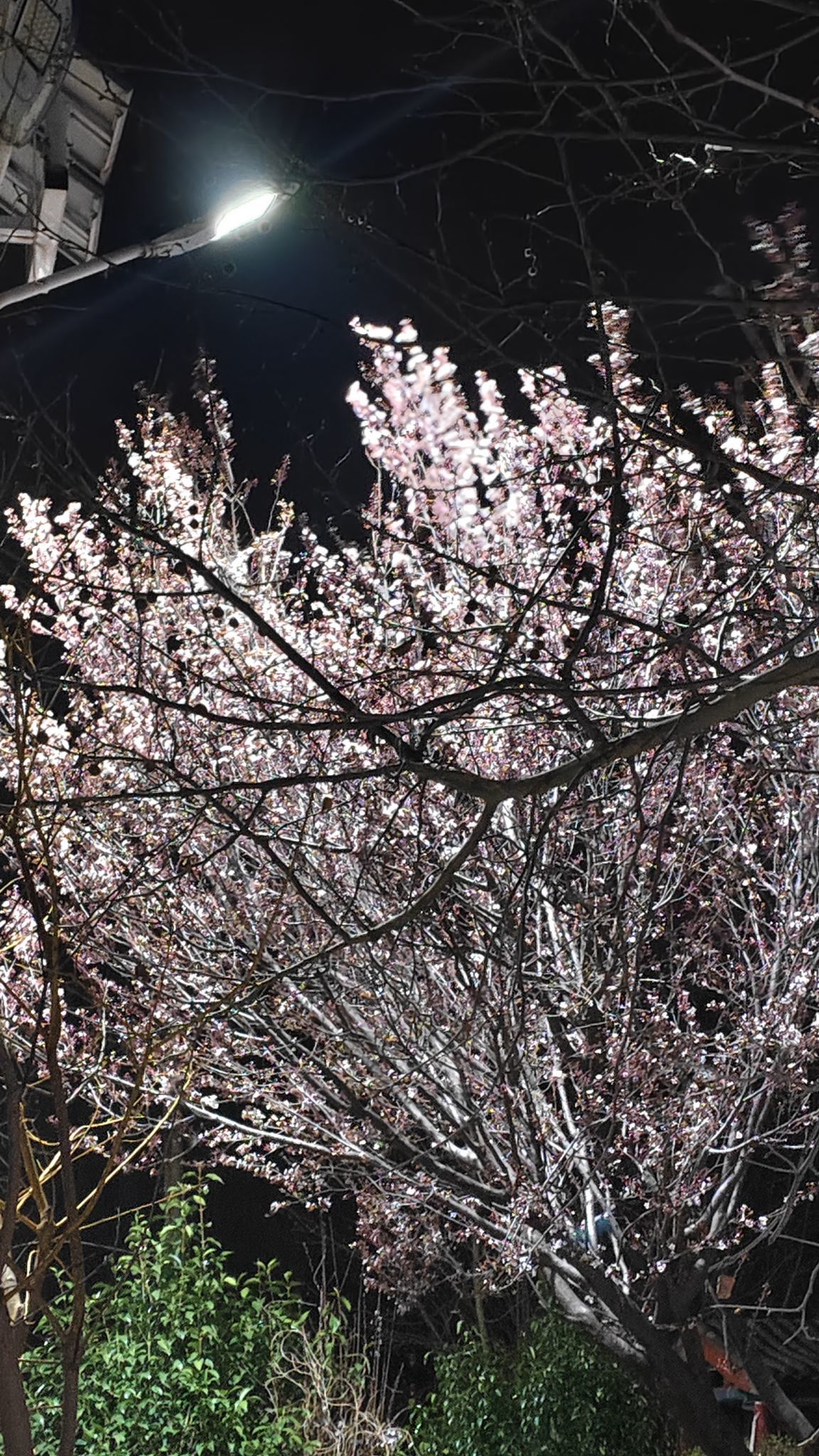 妙妙想，永遠開心主播圖片