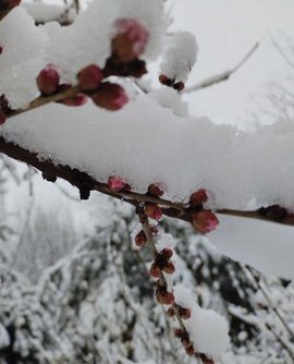 天王盖地虎虎044的图片