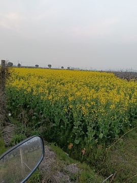 顺丰🌹主播照片