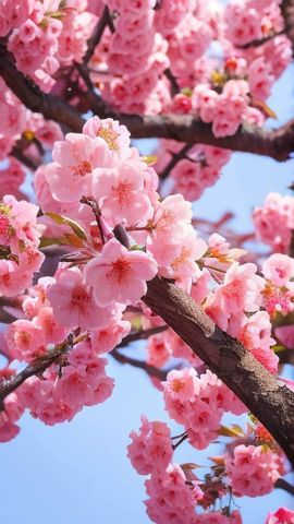 天王盖地虎虎044的图片