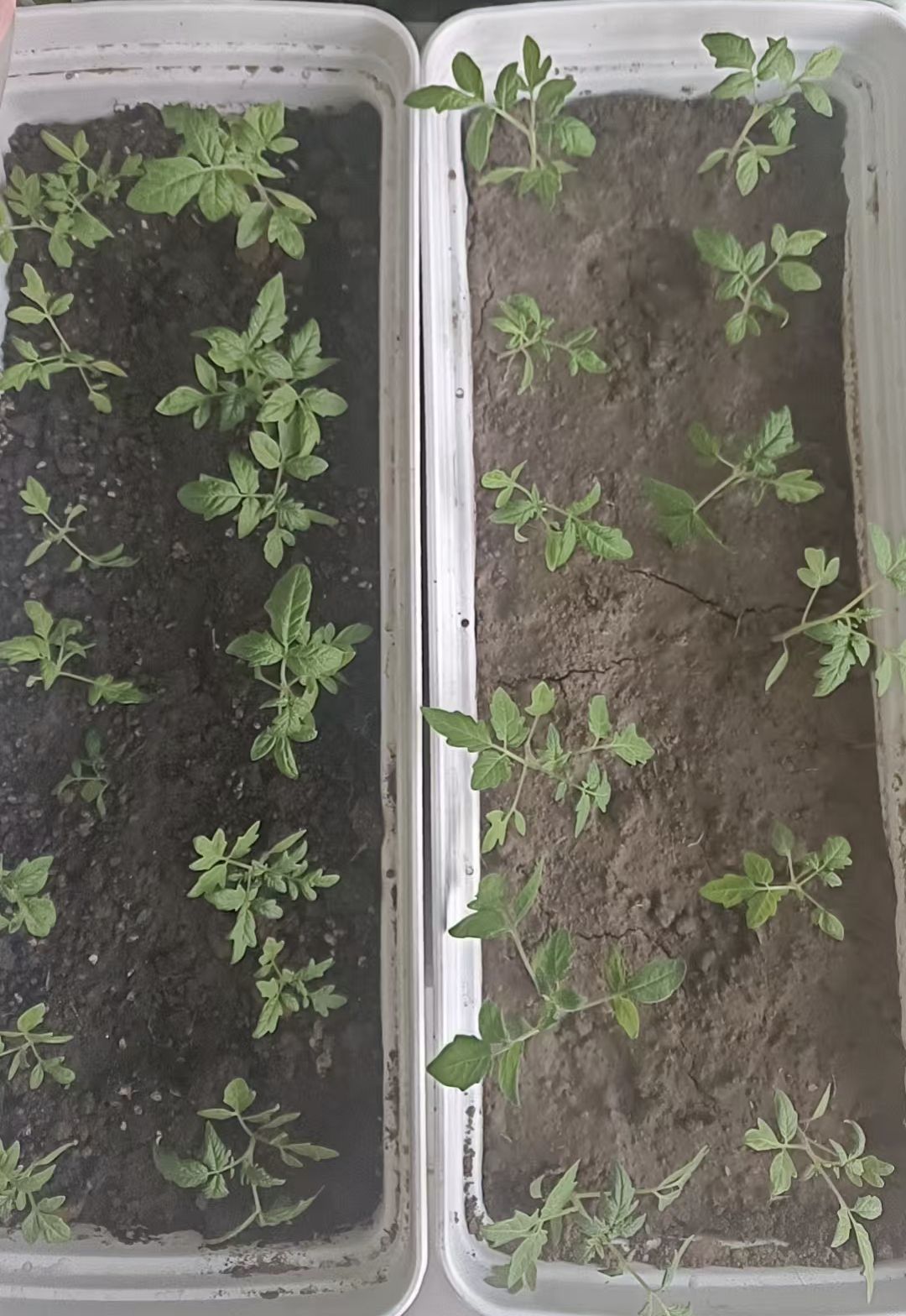 金麒麟安靜唱歌??的主播照片