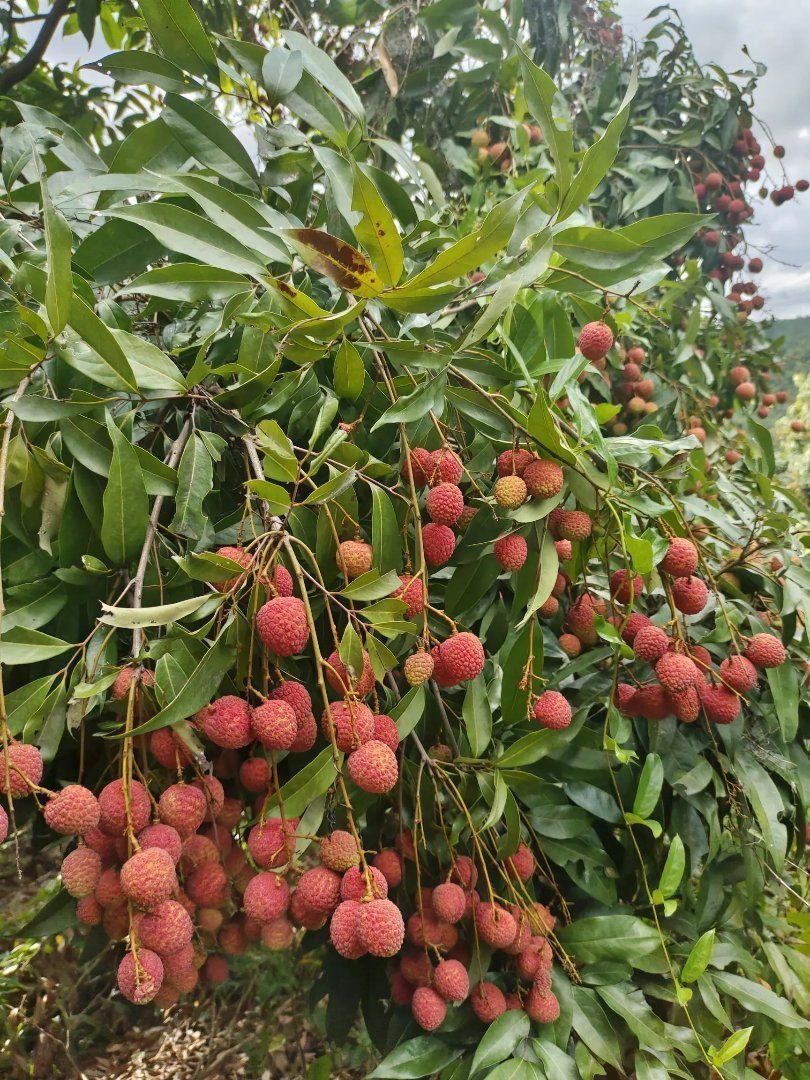 ????親哥主播圖片