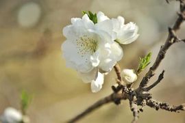 天王盖地虎虎044的图片