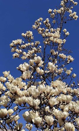 天王盖地虎虎044的图片