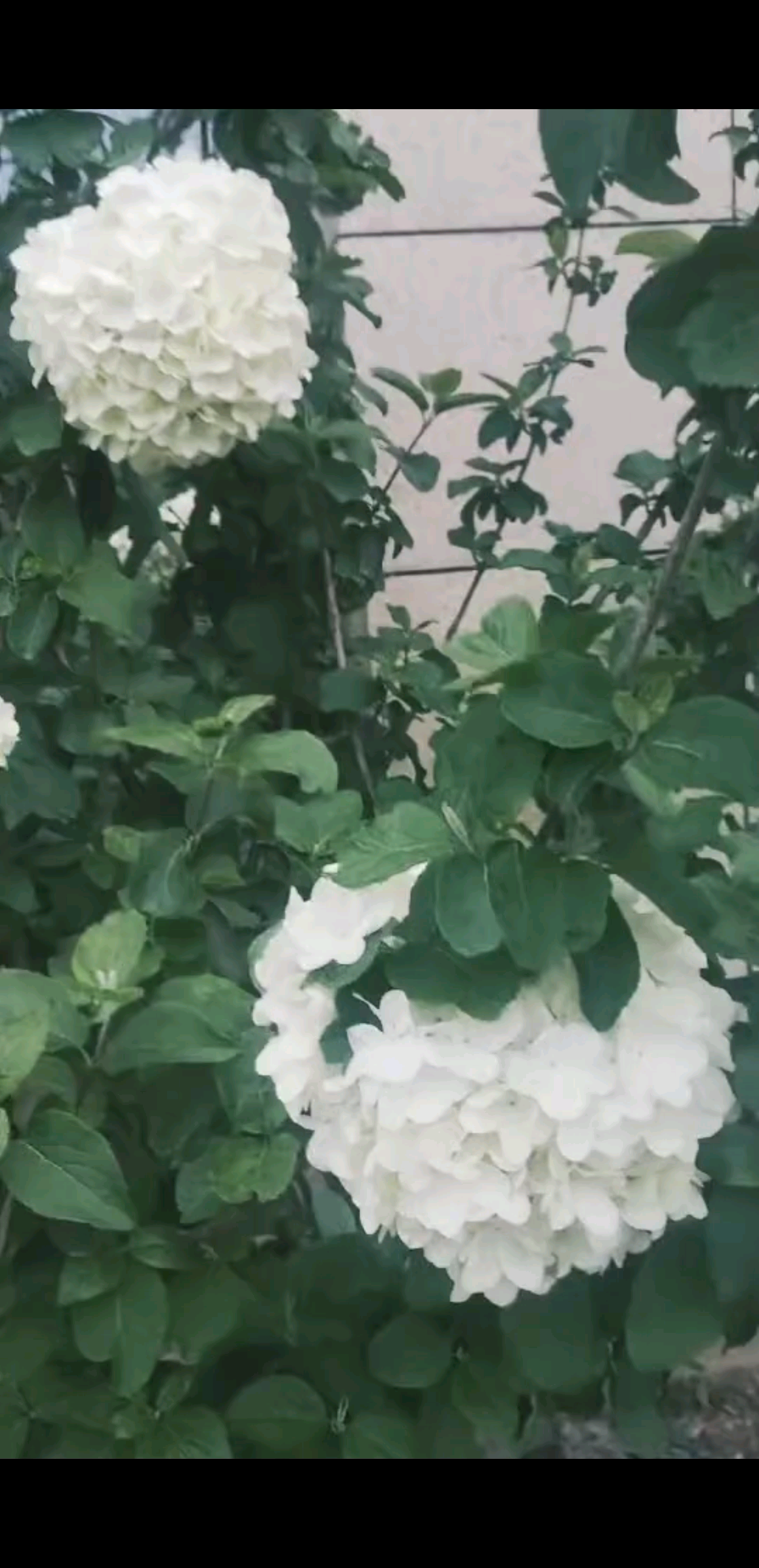 不负春光，不负花期，