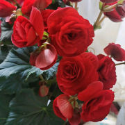 ♥╭桀骜不驯的妖♥╭