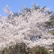 你狂任你狂清风拂山岗