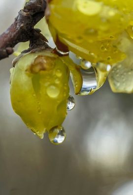 天王盖地虎虎044的图片