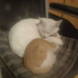 双哥哥）的图片