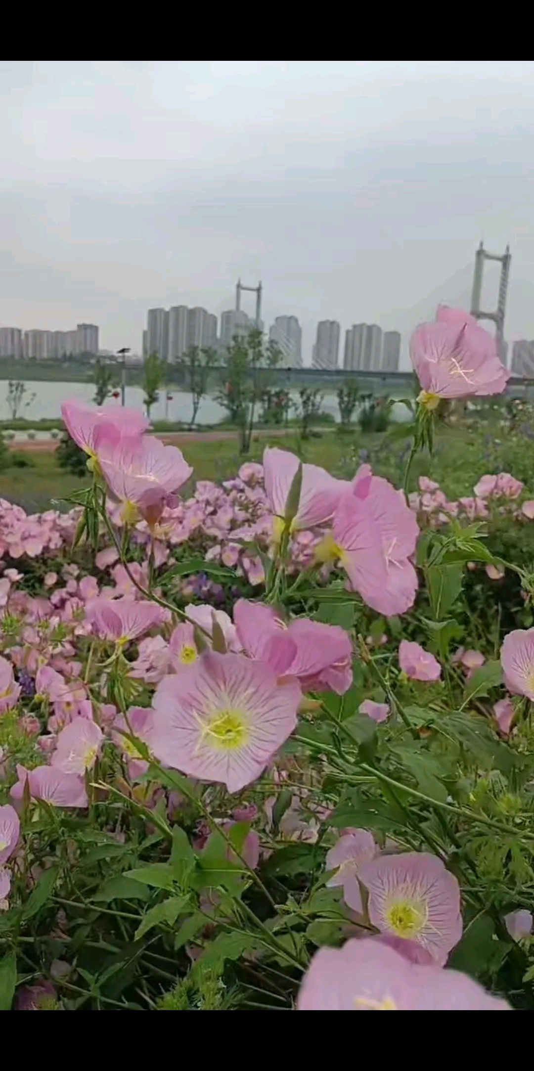 初夏的味道