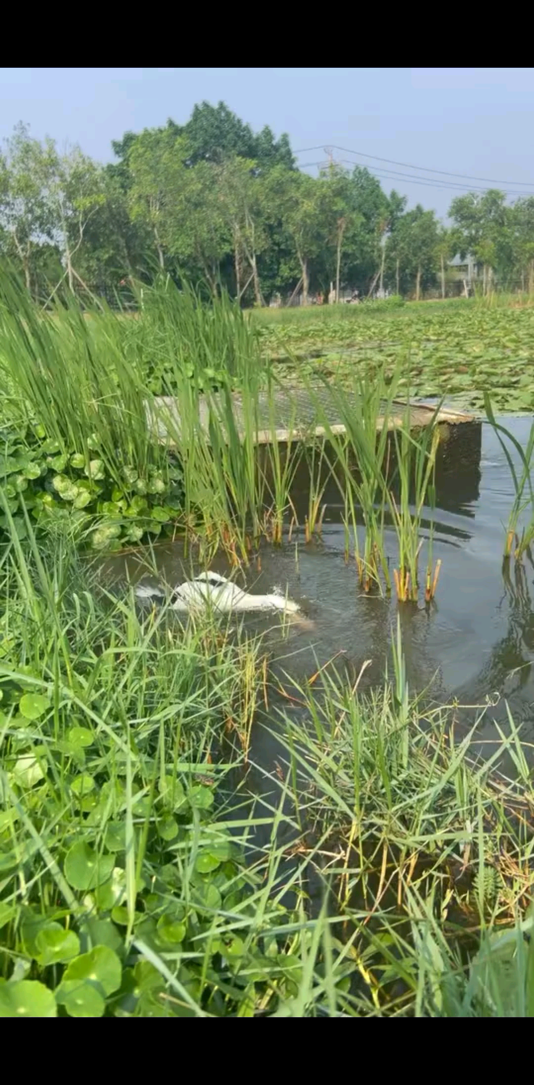 我家养的一只鸭子🦆