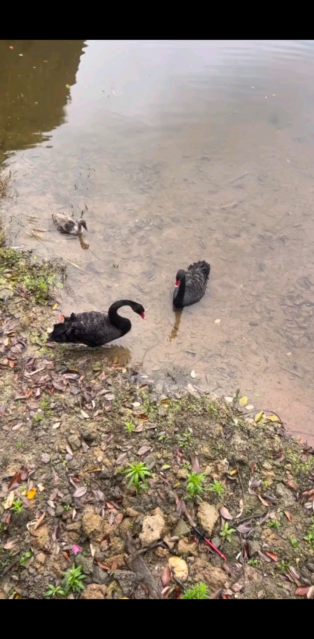 黑天鹅还多个🦆