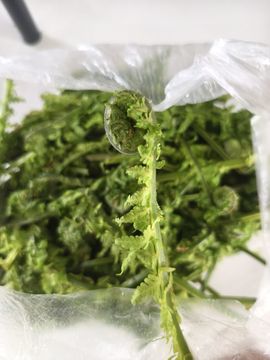顾七七～主播照片