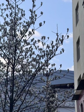 美吖鸭感谢哥哥们接生的图片