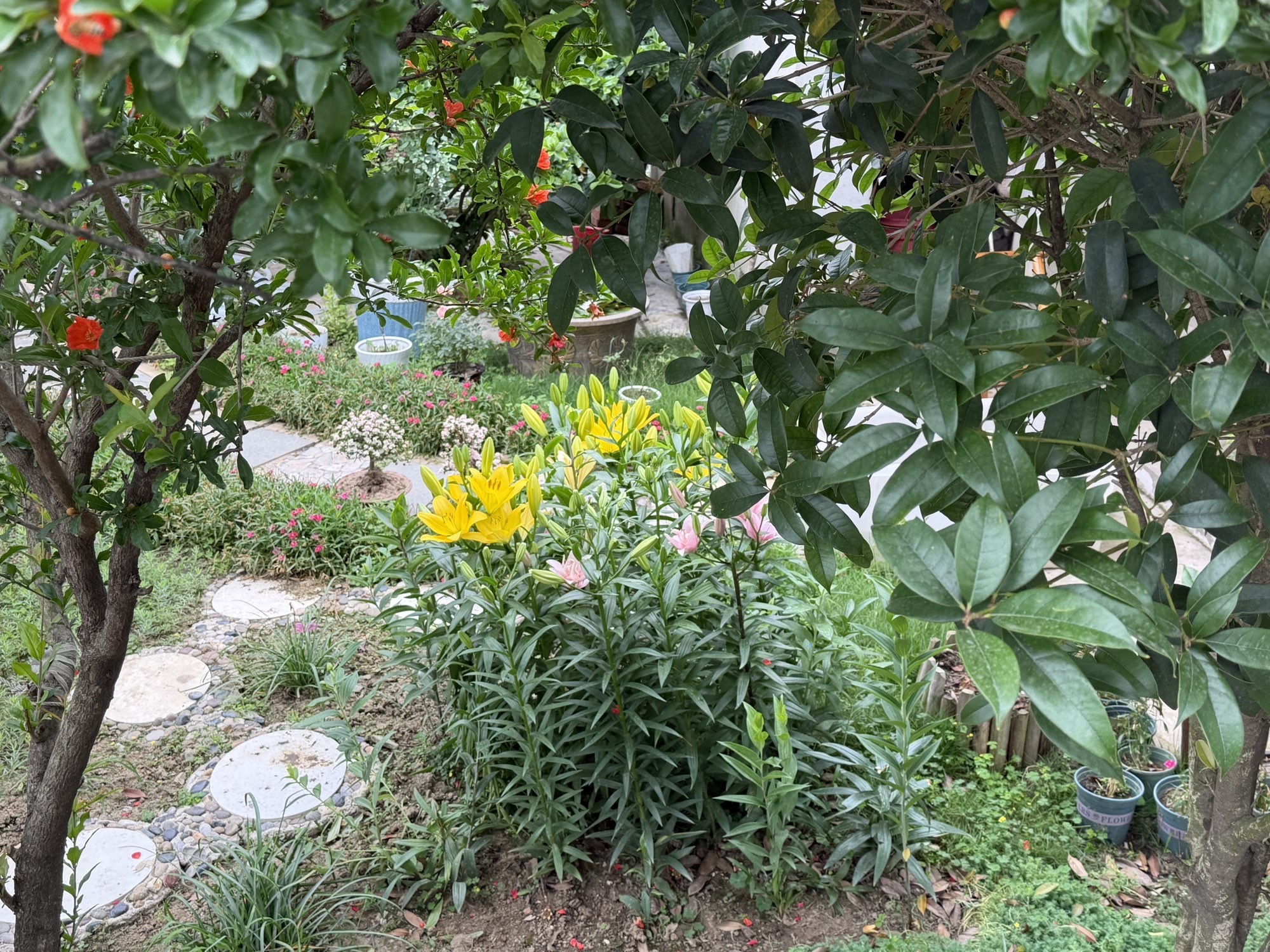 🍀冰雪❤️暂不连麦主播图片