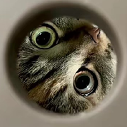 哈喽摩托👀