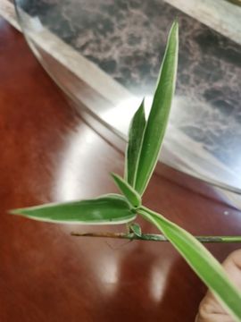 小耕🐜主播照片