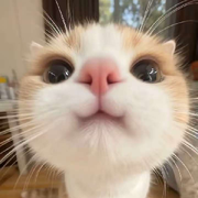 🍊豪豪🍥
