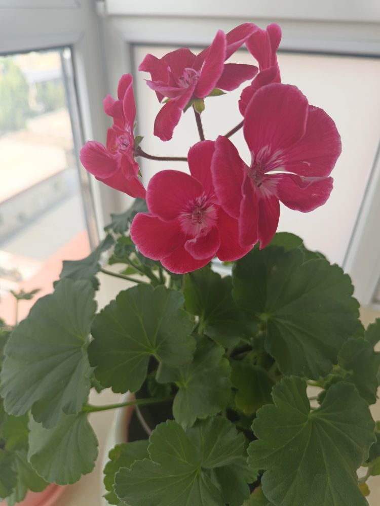 金麒麟安静唱歌🎵的主播照片